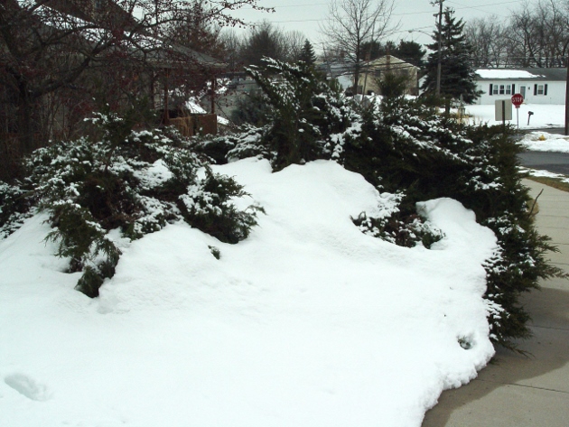 Don’t Panic! Assessing Winter Damage
