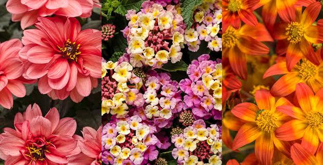 Garden Inspiration: 10 New Annuals for Your Landscape