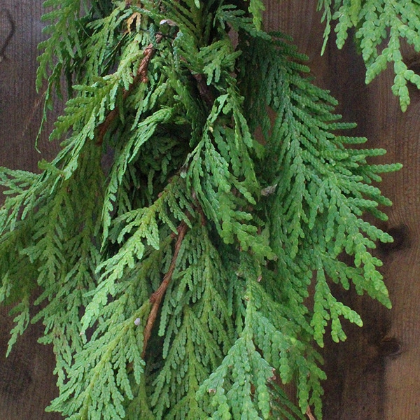 20FT Cedar Roping Fresh Garland