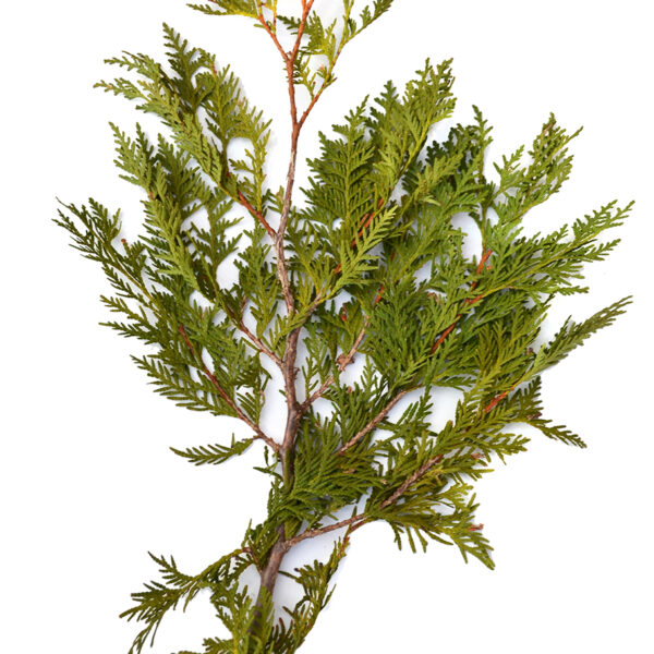 Cedar Bunch