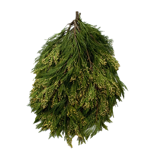 Incense Cedar Bunch