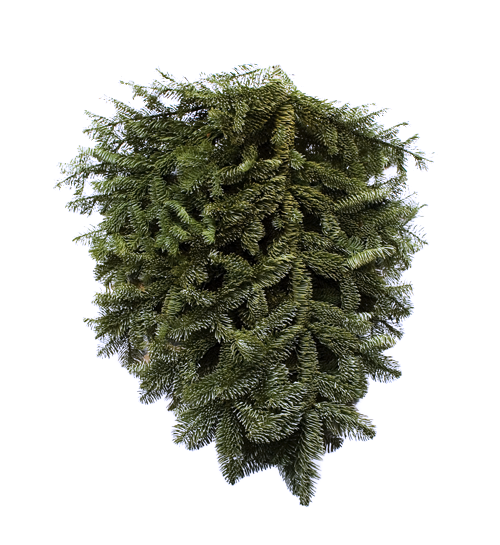 Noble Fir Tips Bunch