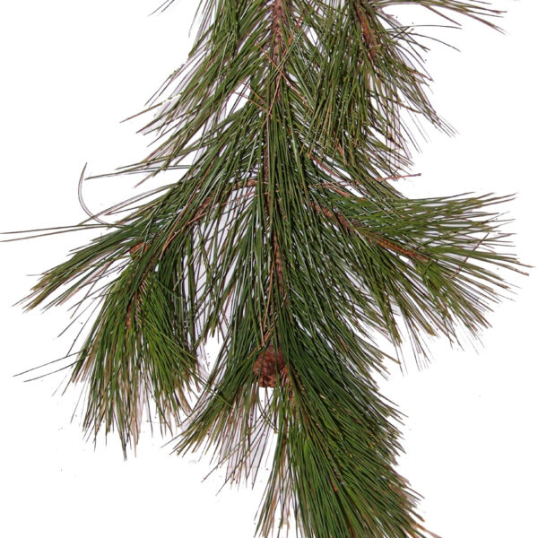 Norway Pine Bunch
