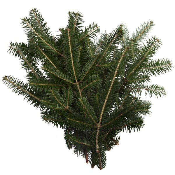 Fraser Fir Bunch