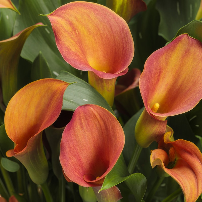 Calla Lily, Be My Main Squeeze, #6.5 pot – Proven Winners