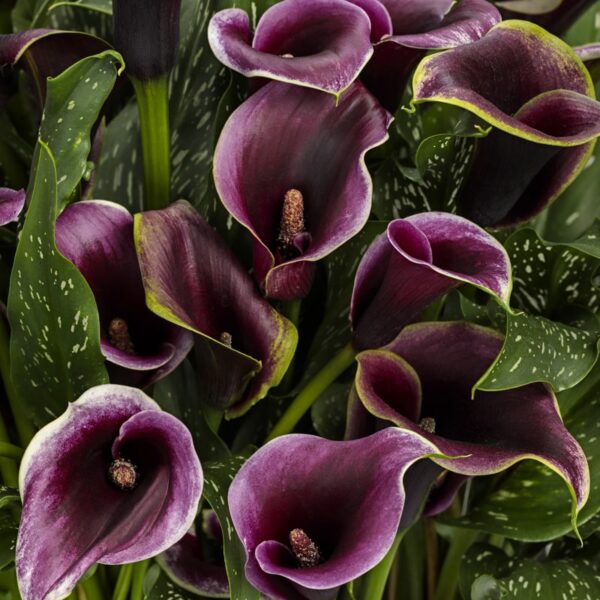 Calla Lily, Be My Prince, #6.5 pot - Proven Winners