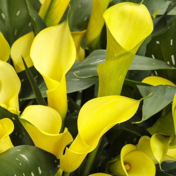 Calla Lily, Be My Sunshine, #6.5 pot - Proven Winners