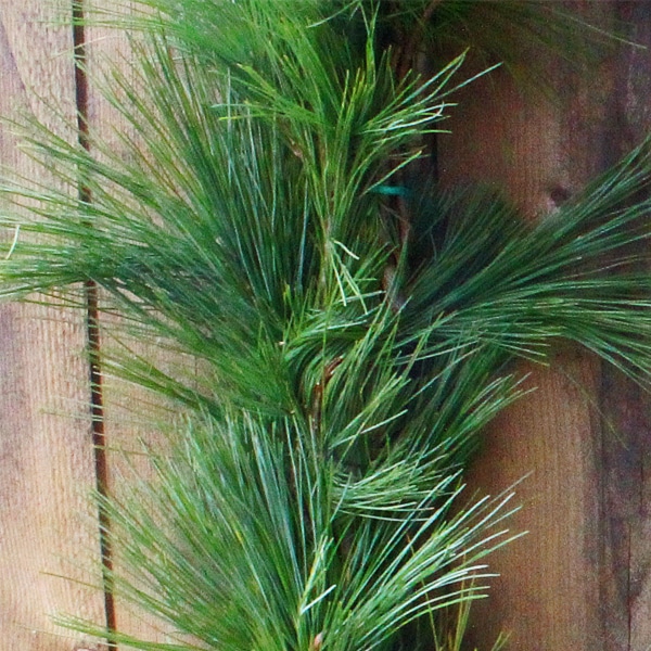 20FT White Pine Roping Fresh Garland