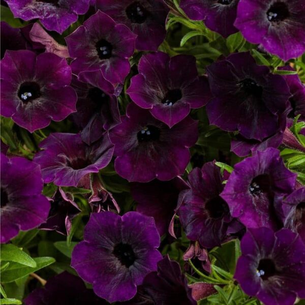 Proven Winners 'Supertunia Mini Vista' Midnight Petunia Hanging Basket