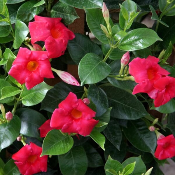 Mandevilla, Raspberry Kiss Plant for the Patio, #10.0 pot with trellis