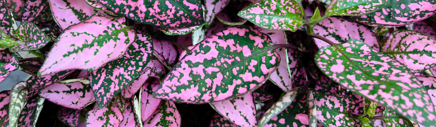 Polka Dot Plant