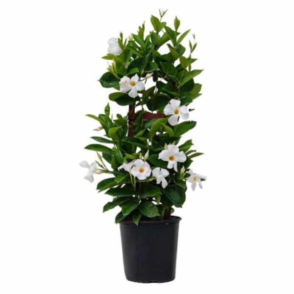 Mandevilla, White Trellis Plant for the Patio, #10.0