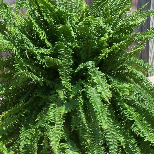 Kimberly Queen Fern
