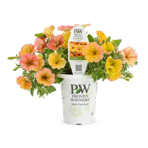 Proven Winners 'Supertunia' 'Honey' Petunia Grande
