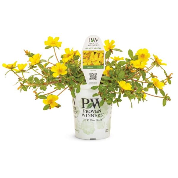 Yellow Purslane 'Mojave' Proven Winners Grande