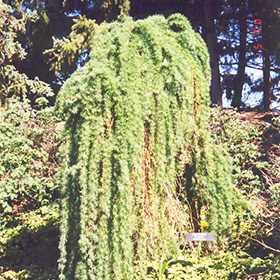 Weeping European Larch #10 gallon pot