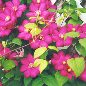 Ville de Lyon Clematis #1 gallon pot