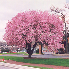 Thundercloud Plum #15 gallon pot