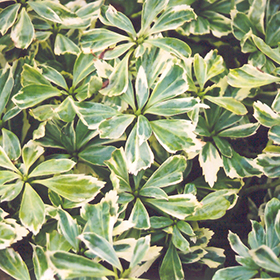 Silver Edge Japanese Spurge 50-cell flat