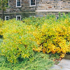 Summersweet #5 gallon pot