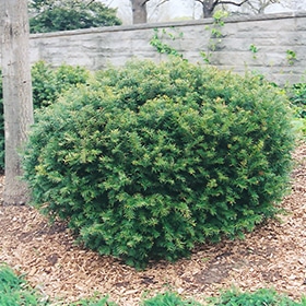 Brown's Yew #5 gallon pot - 15" spread