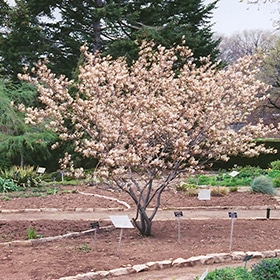 Shadblow Serviceberry (clump) #3 gallon pot