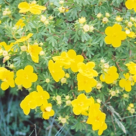 Goldfinger Potentilla #3 gallon pot