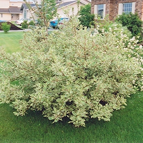 Silver Variegated Dogwood #3 gallon pot