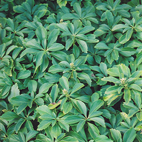 Japanese Spurge 24-cell flat