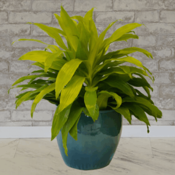 Dracaena Lime Light