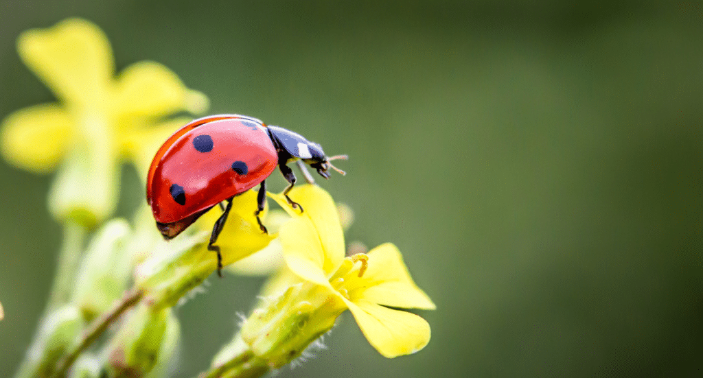 All About Ladybugs