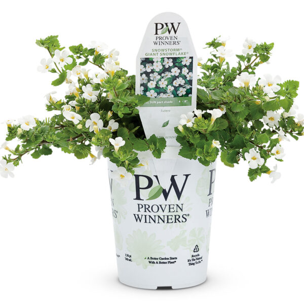 Proven Winners Bacopa Snowstorm Giant Snowflake