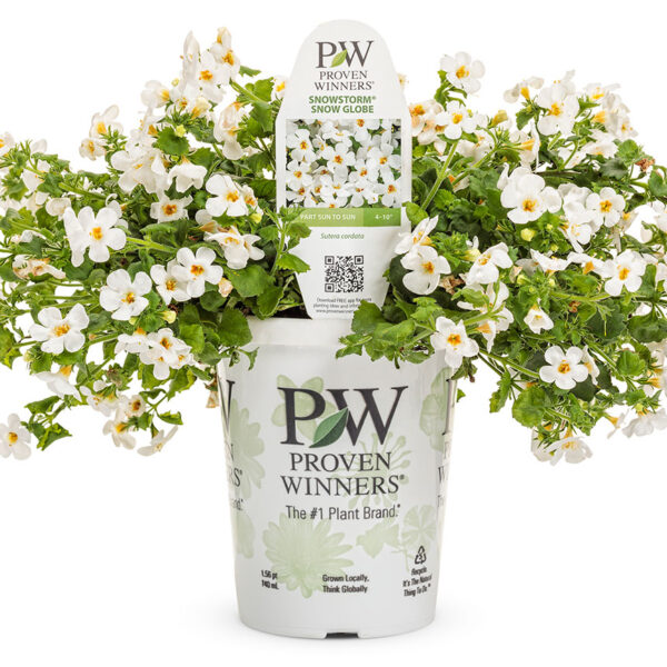 Proven Winners Bacopa Snowstorm Snow Globe