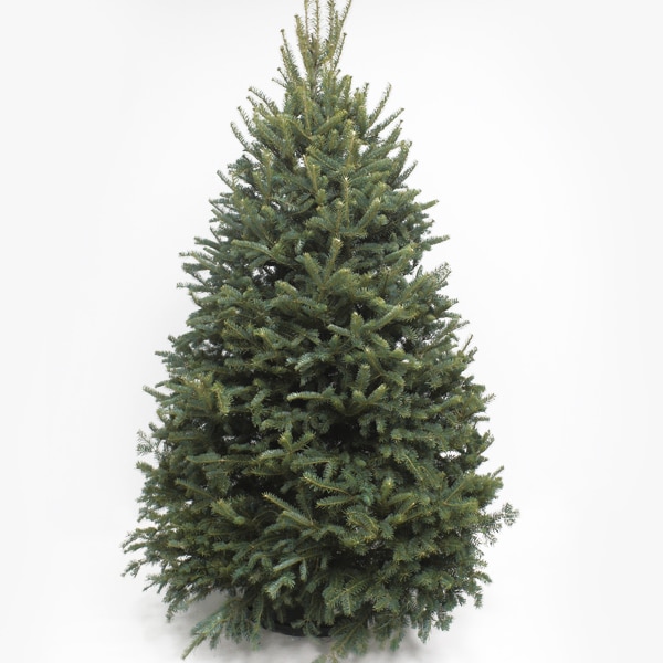8' Balsam Fir Premium Michigan Grown Fresh Cut Tree