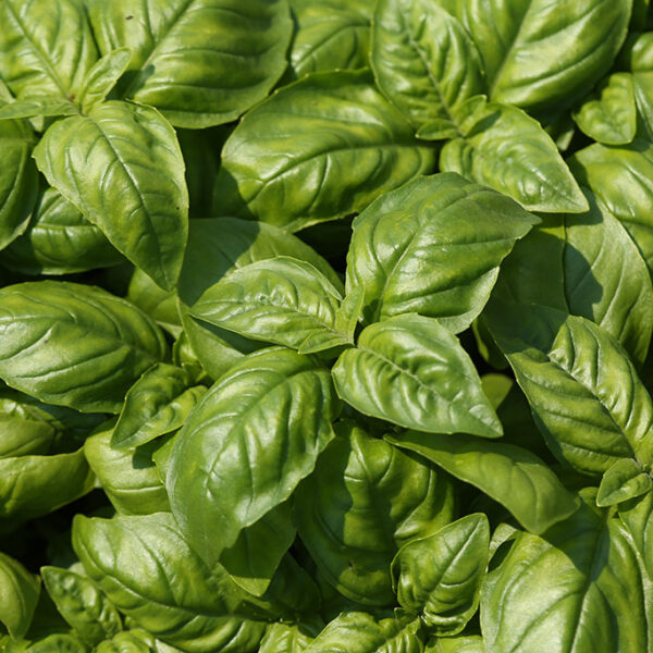 Chef Jeff Sweet Basil