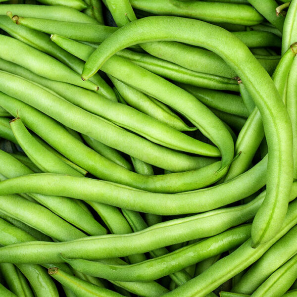 Chef Jeff  "Kentucky Wonder" Heirloom Bean