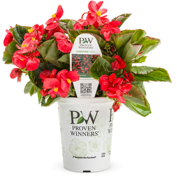 Proven Winners Begonia Surefire Red