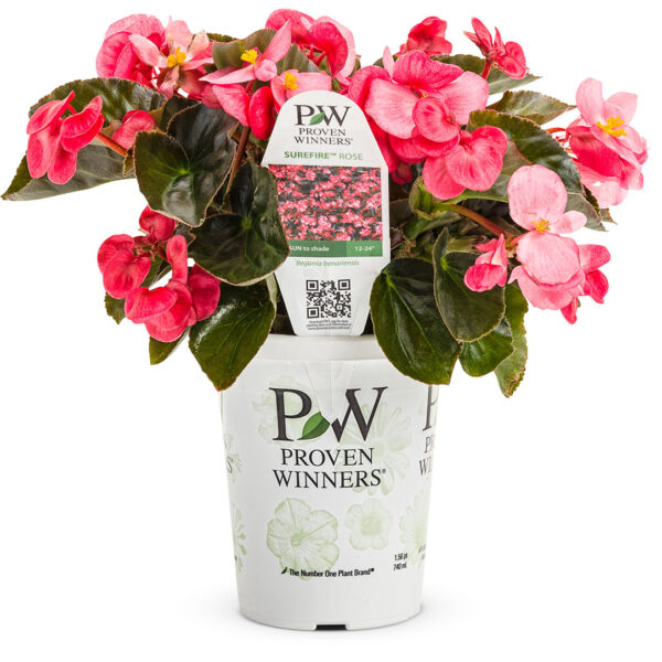 Proven Winners Begonia Surefire Rose