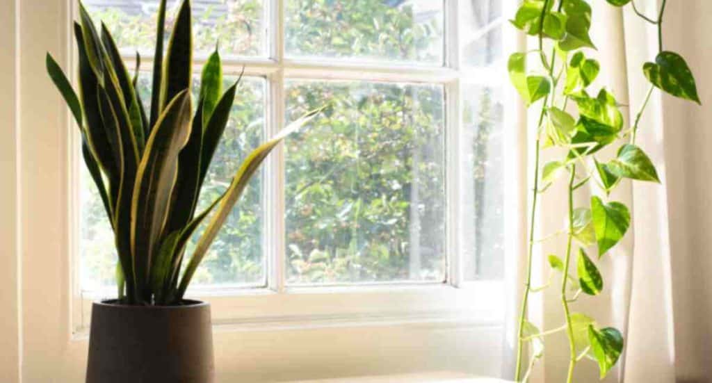 The Right Light For Your Plants