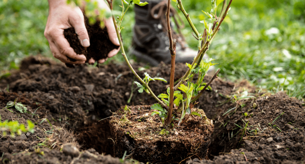 Preventing Fall Gardening Mistakes