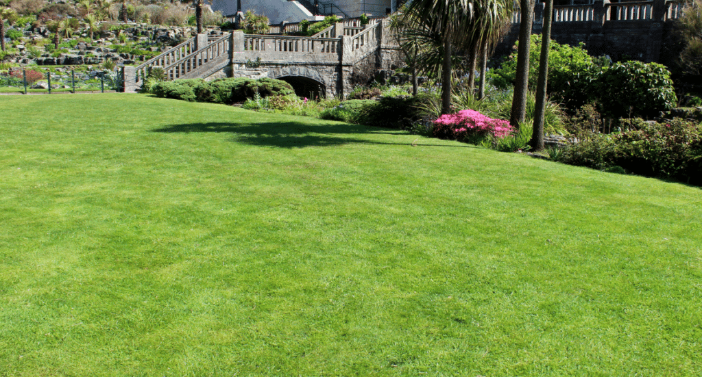 Tips to Keep Your Lawn Healthy All Year