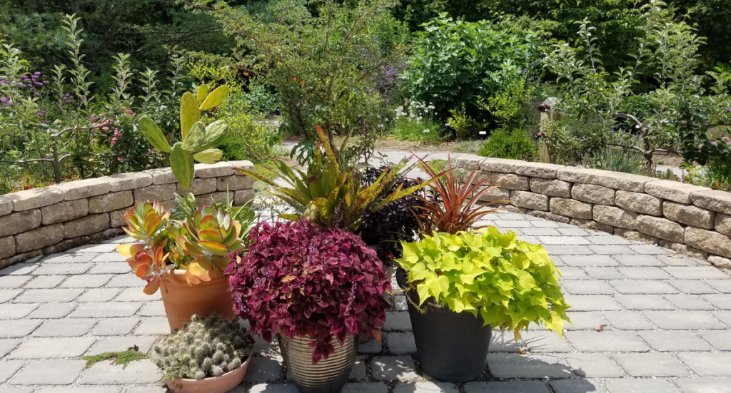 Tips for Bringing House Plants Inside