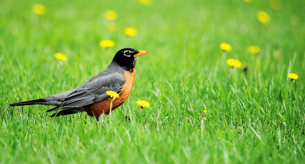 First Sign of Spring: The Michigan Robin