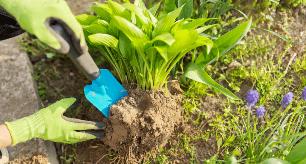 Tips for Dividing and Transplanting Perennials