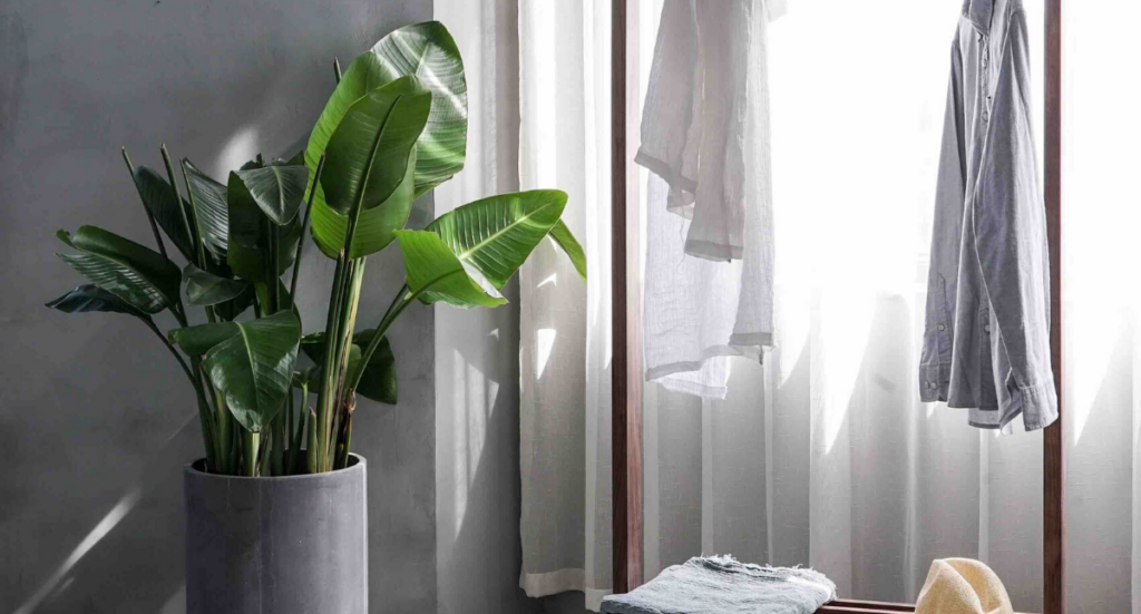 House Plants for Healthy Living: July