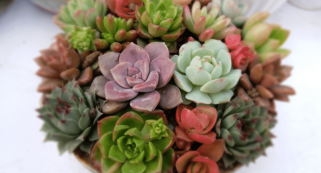 Succulents: The Must-have Plants