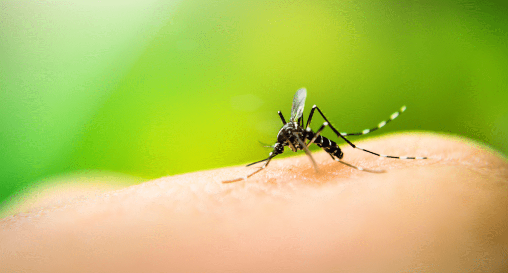 Attack on Mosquitoes: How to Repel Mosquitoes