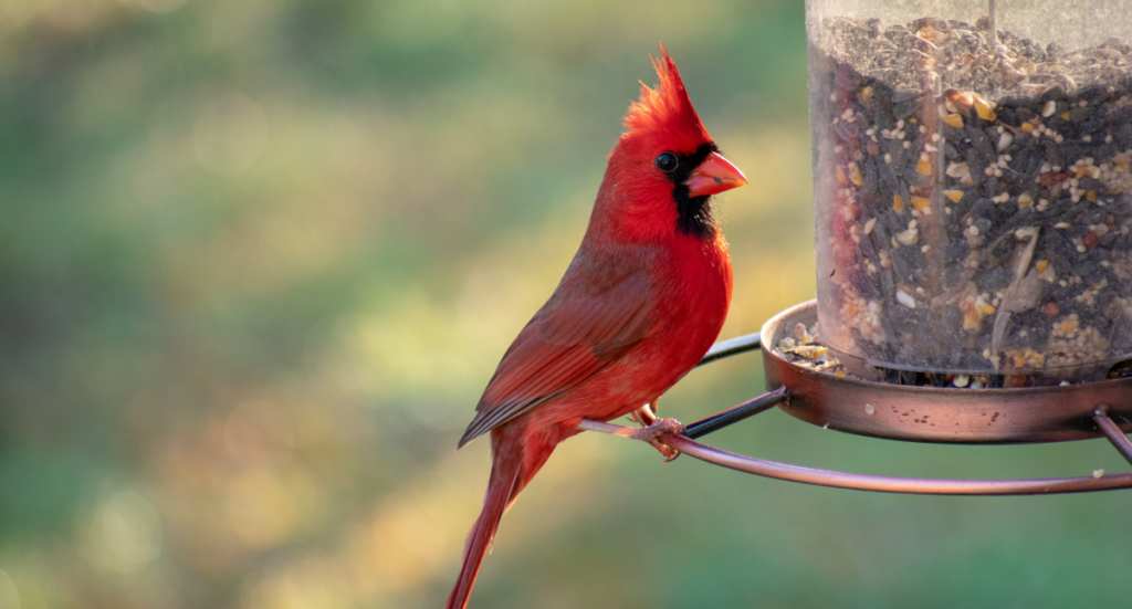 Fall Bird Feeding Tips
