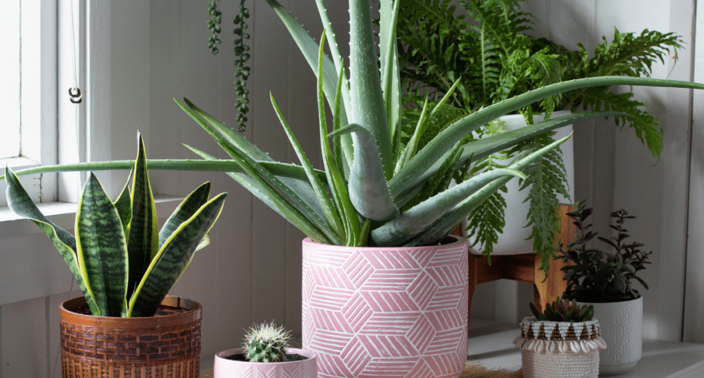 Top 5 House Plants to Boost Your Immune System