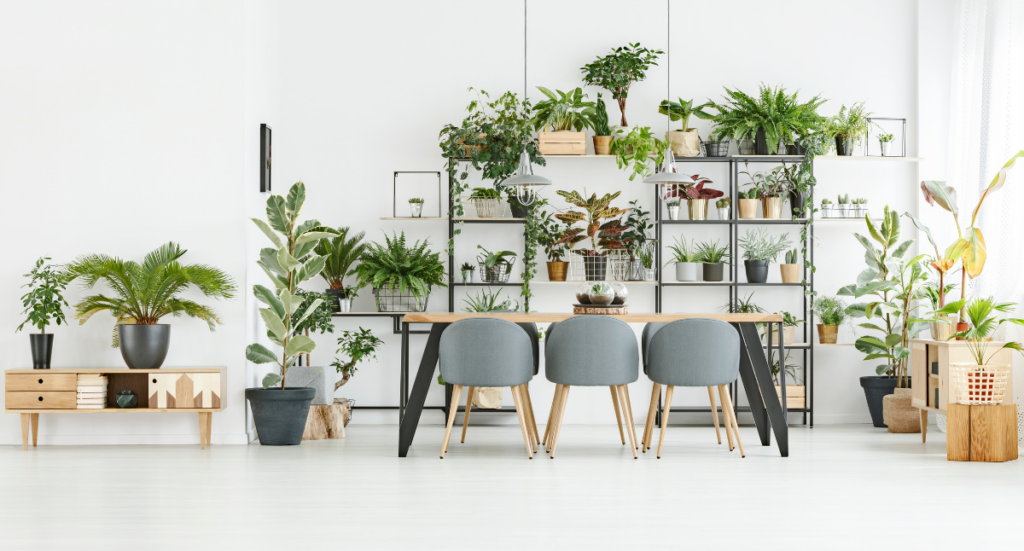 Decorating with House Plants